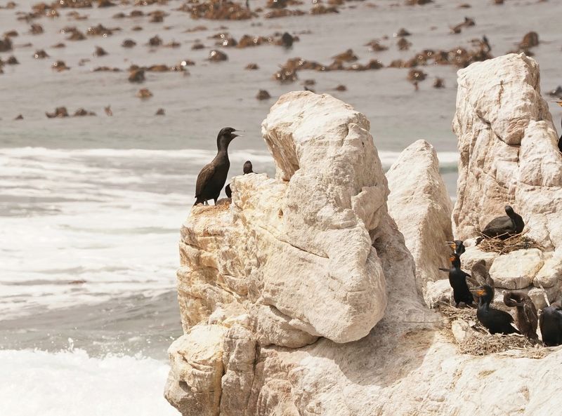 Bankduiker / Bank Cormorant