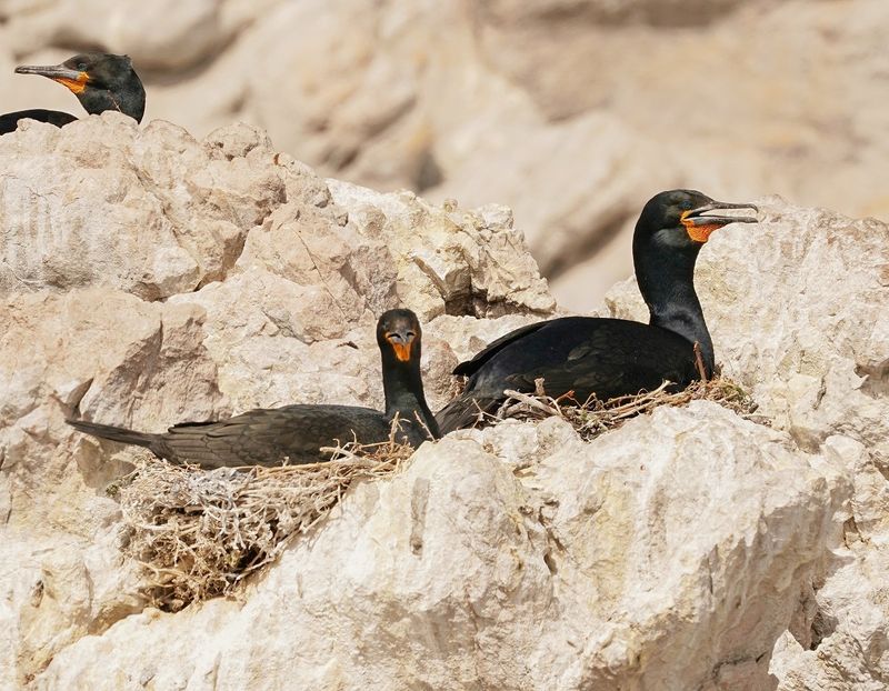 Trekduiker / Cape Cormorant