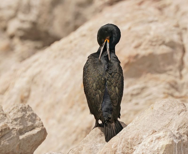 Trekduiker / Cape Cormorant