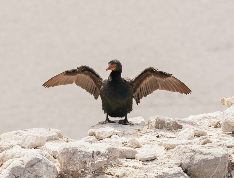 Kuifkopduiker / Crowned Cormorant