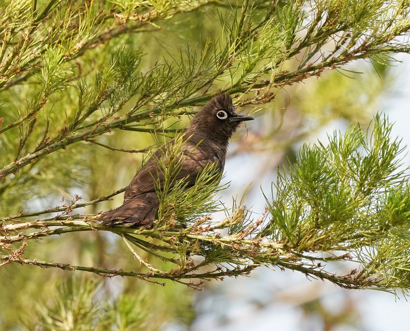 Kaapse Tiptol / Cape Bulbul