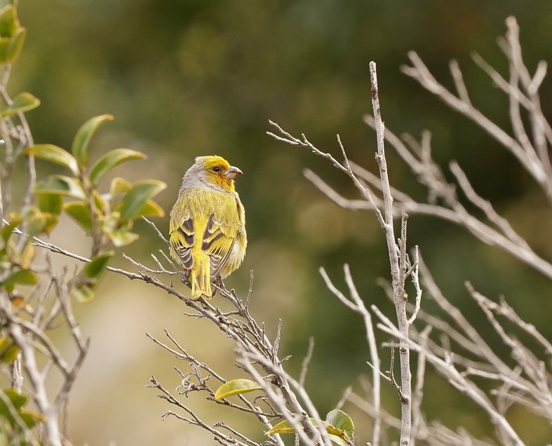 Kaapse Kanarie / Cape Canary