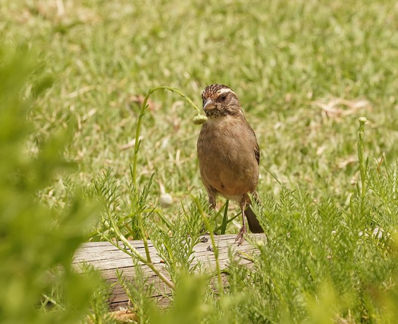 Streepkopkanarie / Streaky-headed Canary