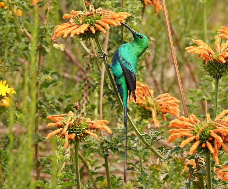 Jangroentjie / Malachite Sunbird