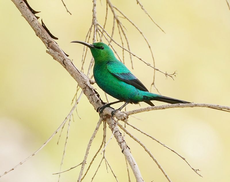 Jangroentjie / Malachite Sunbird