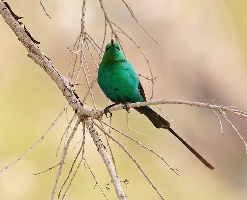 Jangroentjie / Malachite Sunbird
