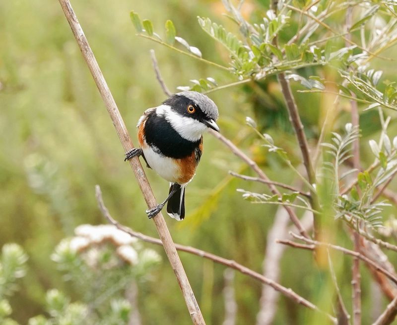 Kaapse Bosbontrokkie / Cape Batis
