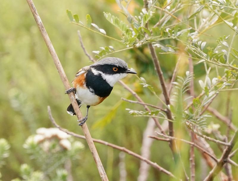 Kaapse Bosbontrokkie / Cape Batis