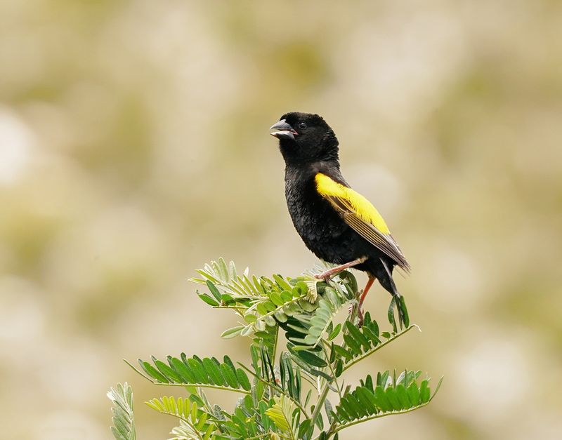 Kaapse Flap / Yellow Bishop