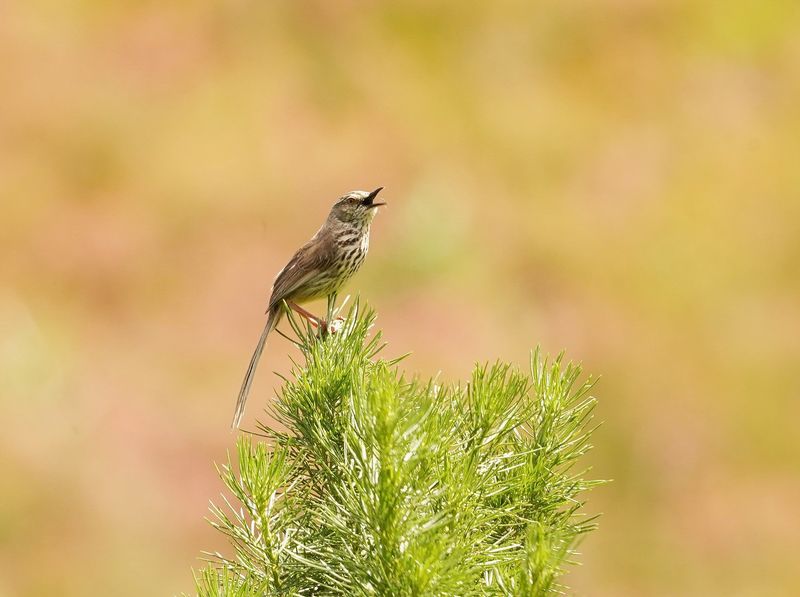 Karoolangstertjie / Karoo Prinia