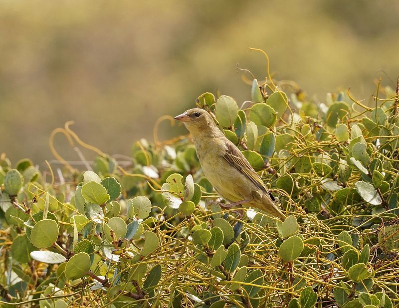 Kaapse Wewer / Cape Weaver
