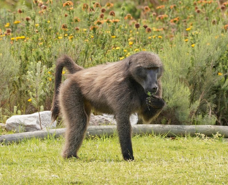 Kaapse bobbejaan / Cape Baboon