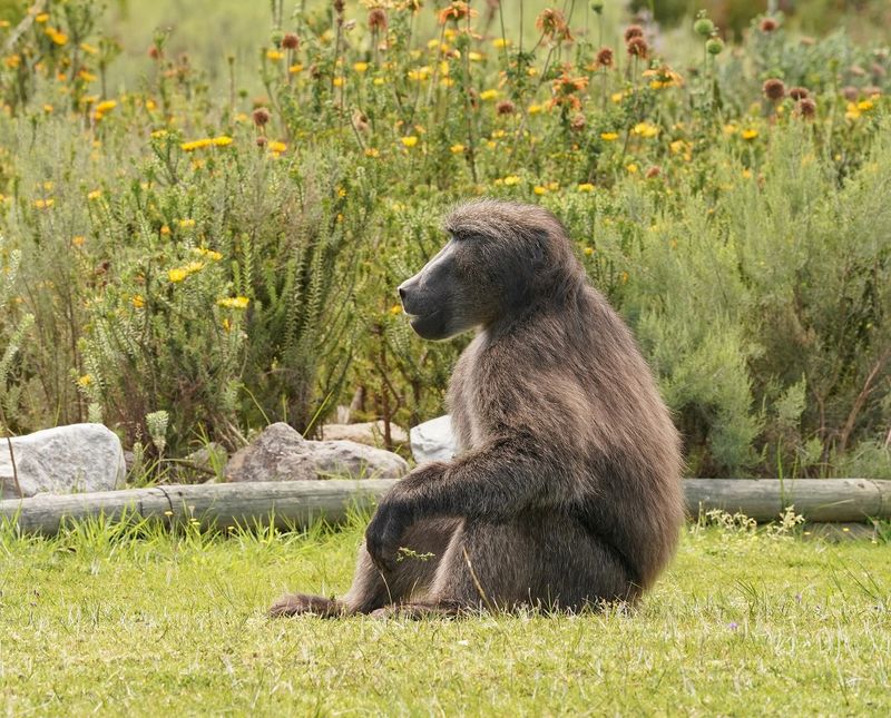 Kaapse bobbejaan / Cape Baboon