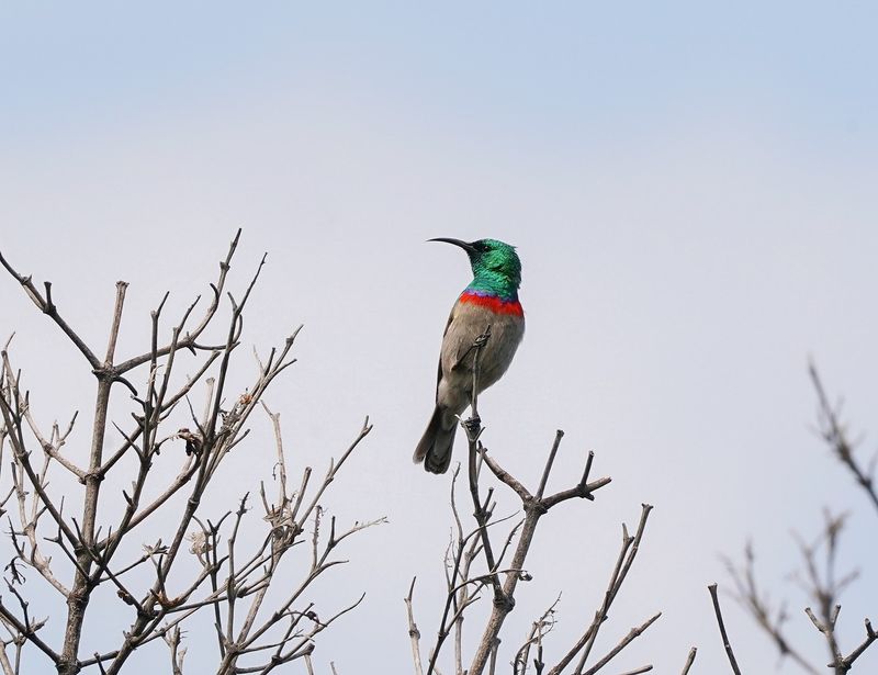 Klein Rooibandsuikerbekkie / Southern Double-collard Sunbird