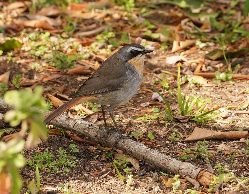 Gewone Janfrederik / Cape Robin-Chat