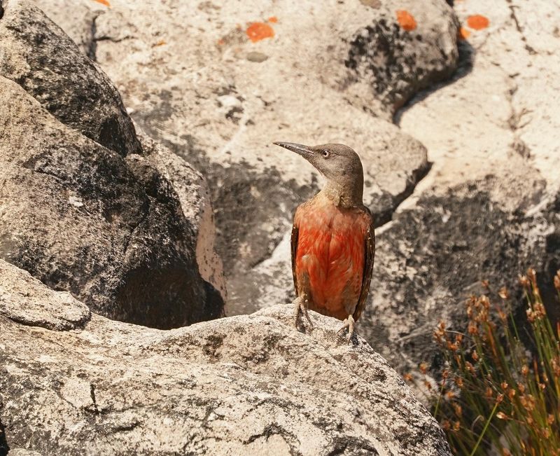 Grondspeg / Ground Woodpecker