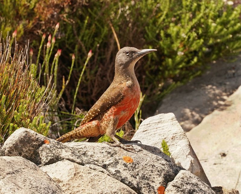 Grondspeg / Ground Woodpecker