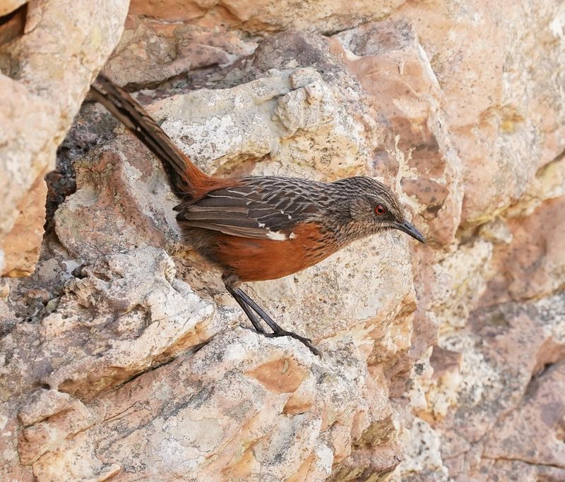 Kaapse Berglyster / Cape Rockjumper