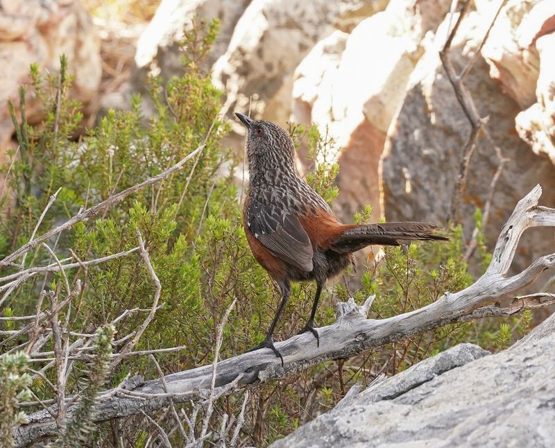 Kaapse Berglyster / Cape Rockjumper