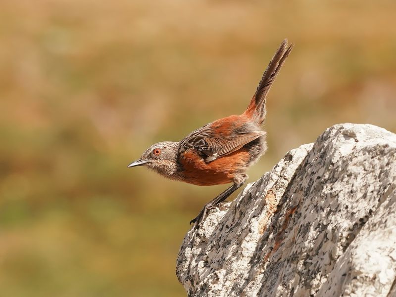 Kaapse Berglyster / Cape Rockjumper