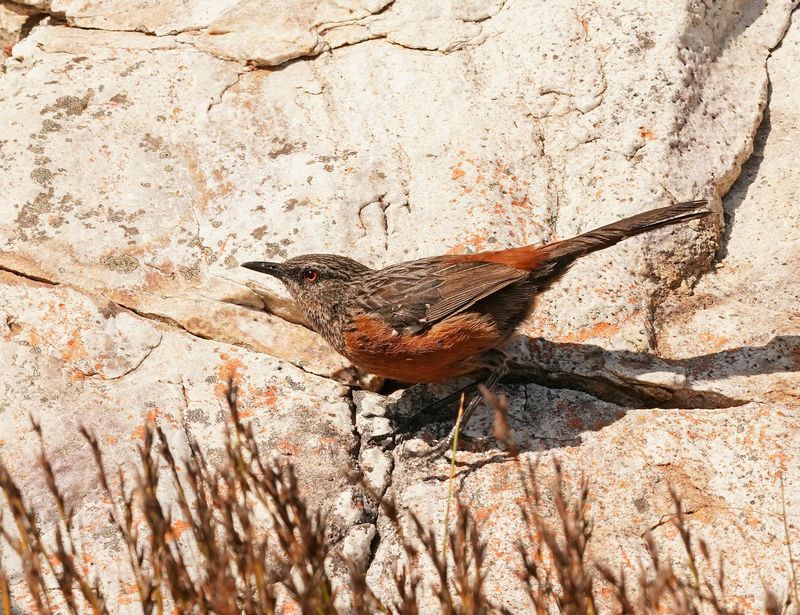 Kaapse Berglyster / Cape Rockjumper