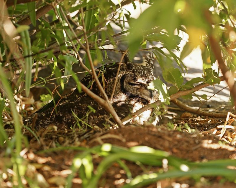 Gevlekte Ooruil / Spotted Eagle-owl