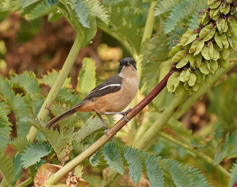 Suidelike Waterfiskaal / Southern Boubou