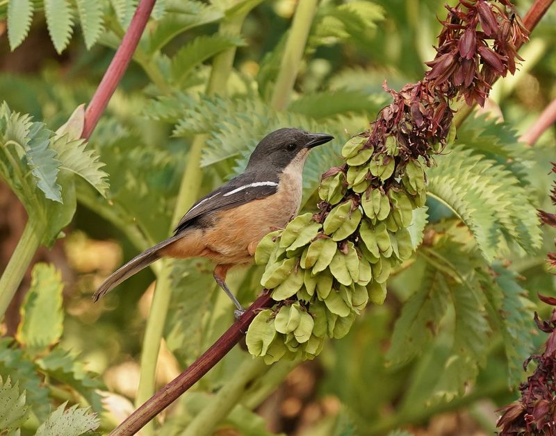 Suidelike Waterfiskaal / Southern Boubou