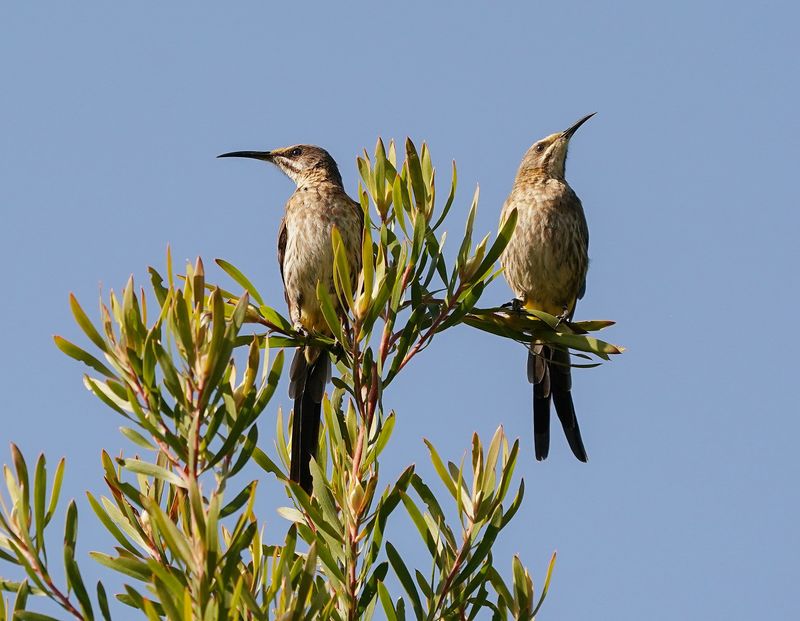 Kaapse Suikervoël / Cape Sugarbird