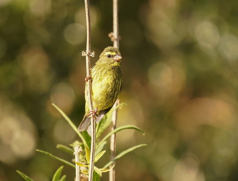 Gestreepte Kanarie / Forest Canary
