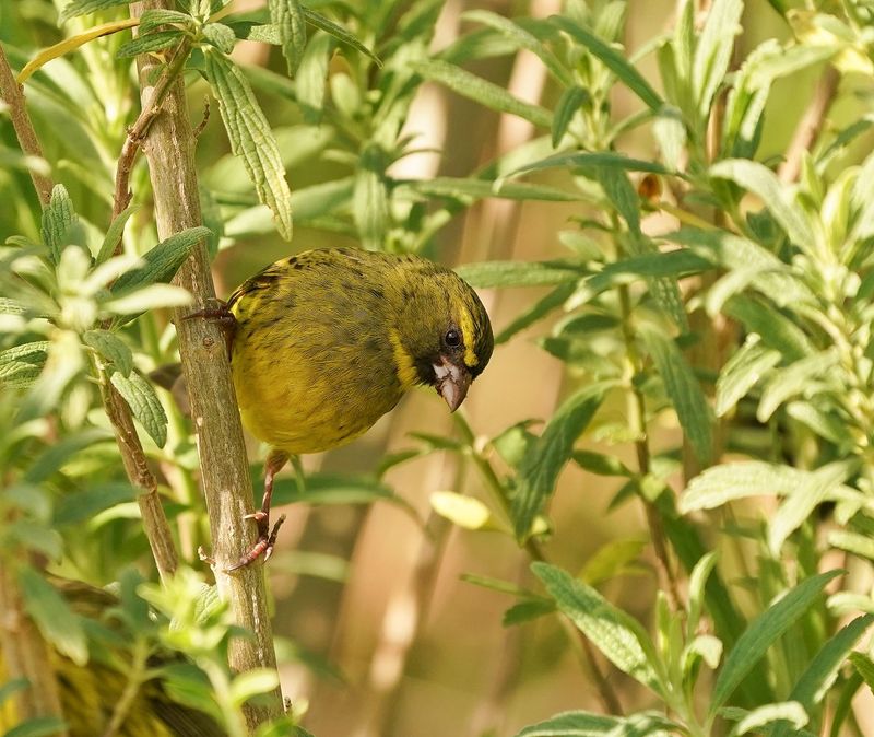 Gestreepte Kanarie / Forest Canary