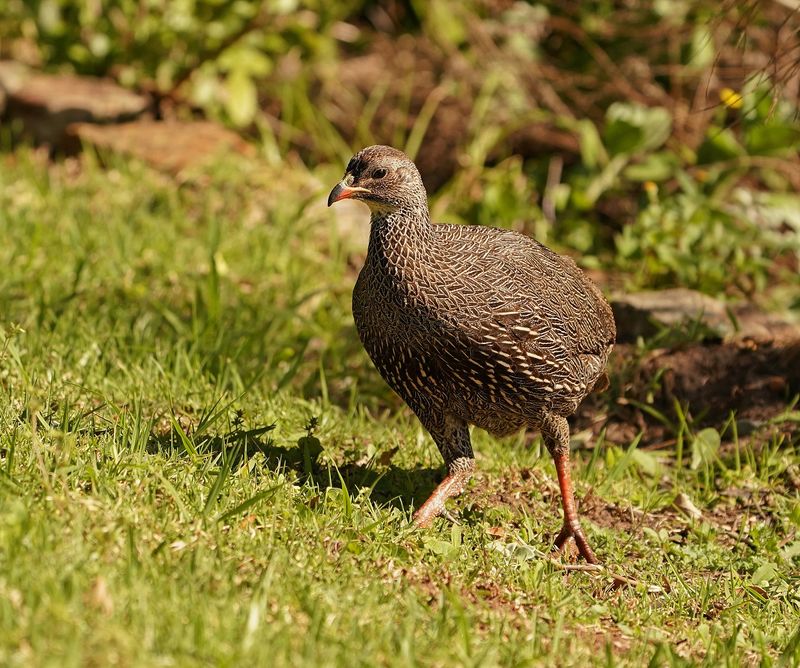 Kaapse Fisant / Cape Spurfowl