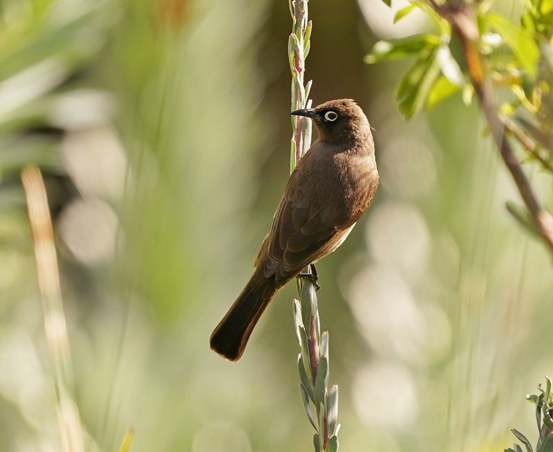 Kaapse Tiptol / Cape Bulbul