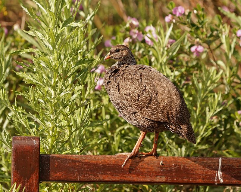 Kaapse Fisant / Cape Spurfowl