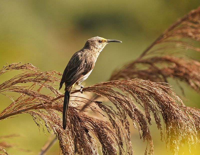 Kaapse Suikervoël / Cape Sugarbird