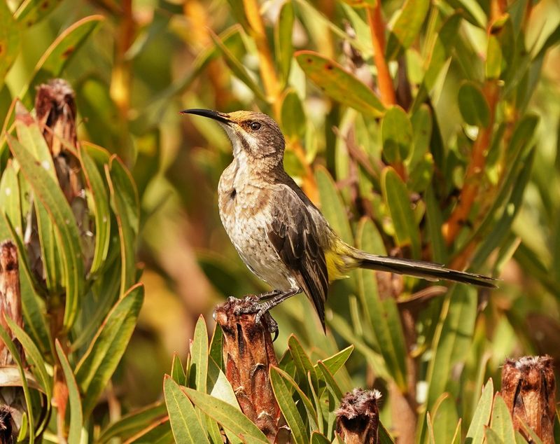 Kaapse Suikervoël / Cape Sugarbird