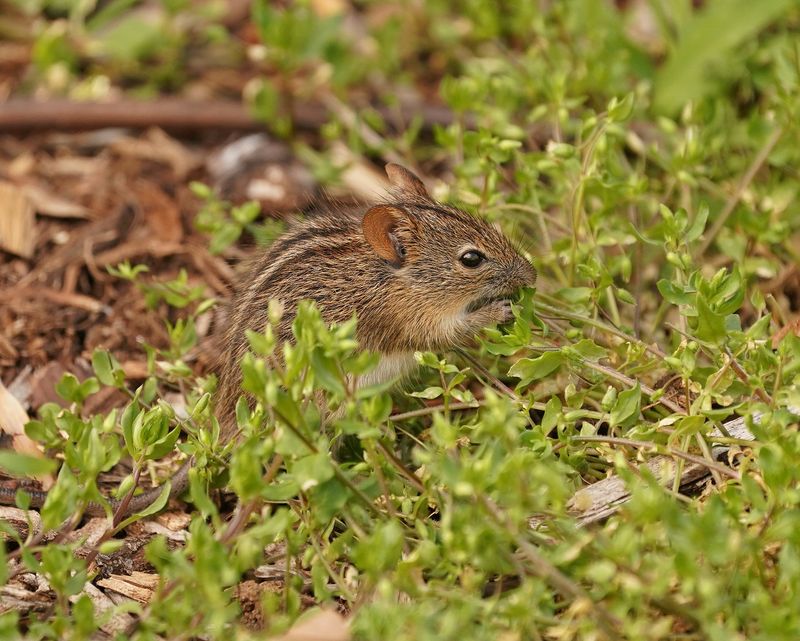 Streepmuis / Four-striped Grass Mouse