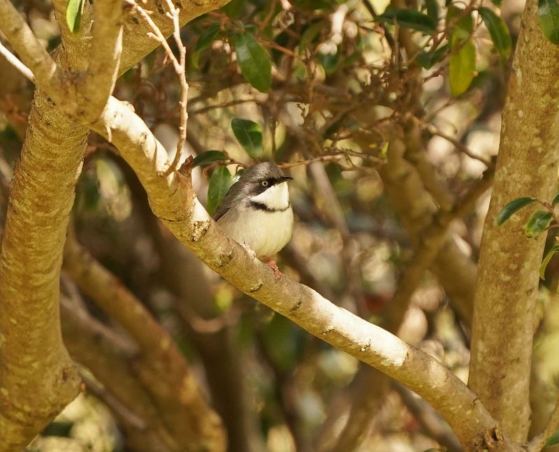 Bandkeelkleinjantjie / Bar-throated Apalis
