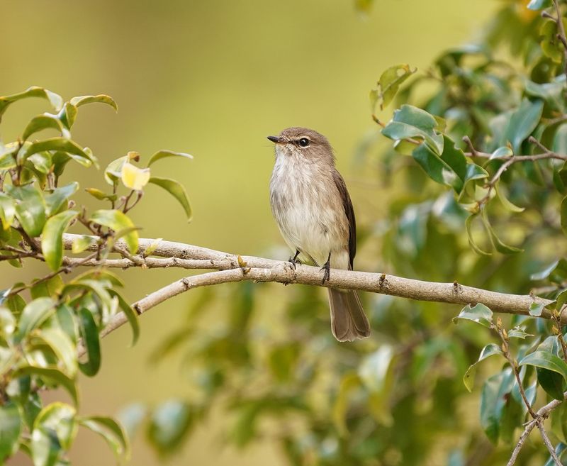 Donkervleënvanger / African Dusky Flycather