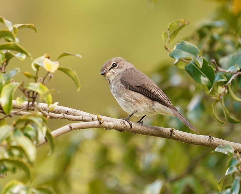 Donkervleënvanger / African Dusky Flycather