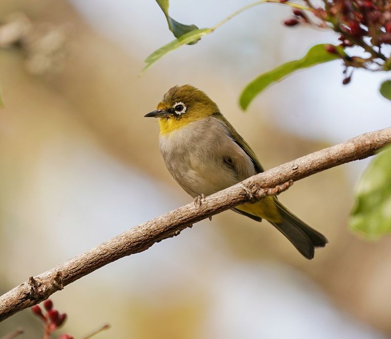Kaapse Glasogie / Cape White-eye