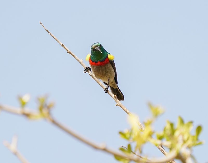 Klein Rooibandsuikerbekkie / Southern Double-collard Sunbird