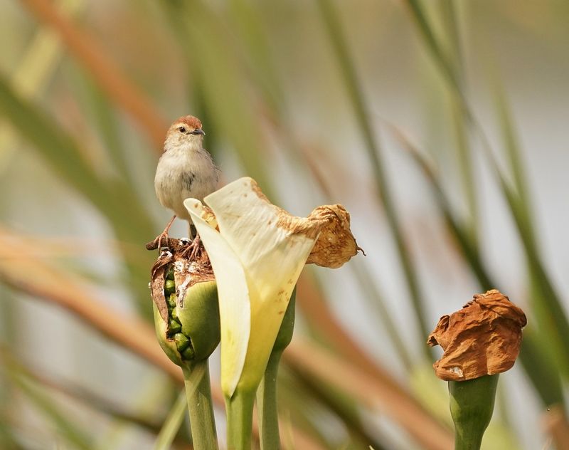 Vleitinktinkie / Levaillants Cisticola