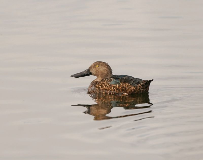 Kaapse Slobeend / Cape Shoveler