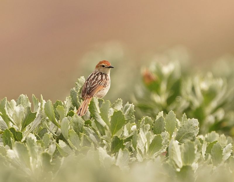 Vleitinktinkie / Levaillants Cisticola