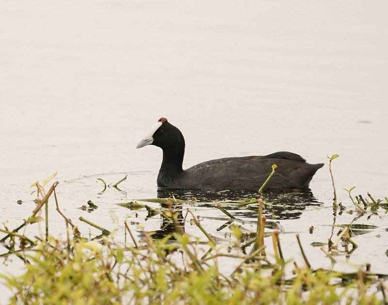 Bleshoender / Red-knobbed Coot