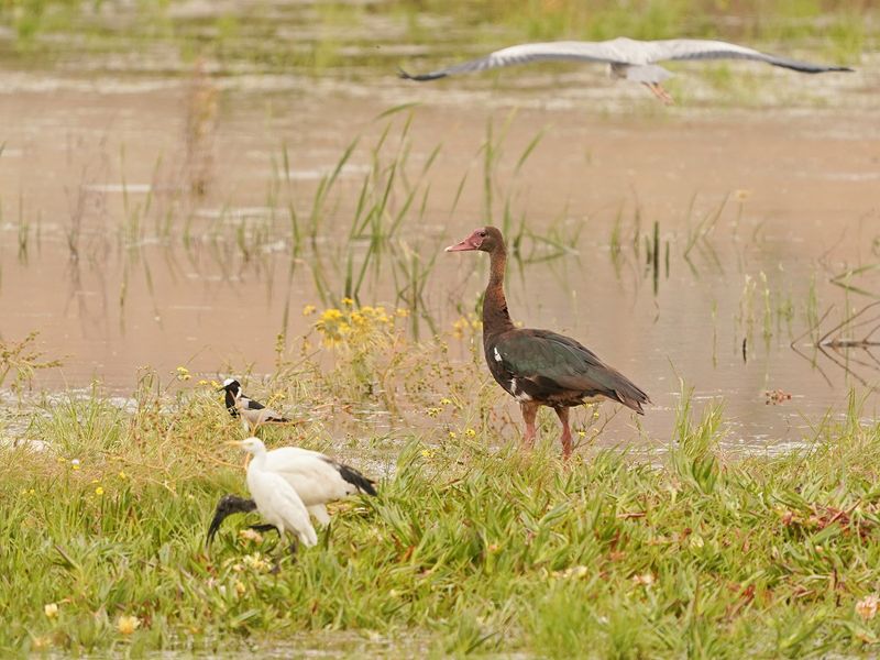 Wildemakou / Spur-winged Goose