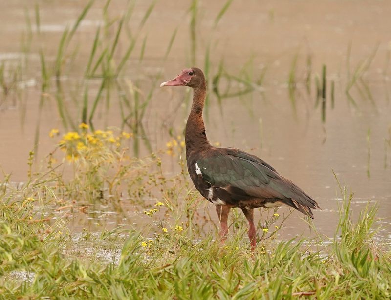 Wildemakou / Spur-winged Goose