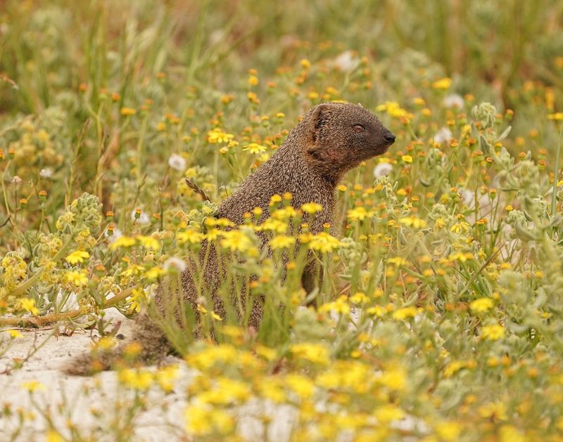 Grysmuishond / Cape Grey Mongoose