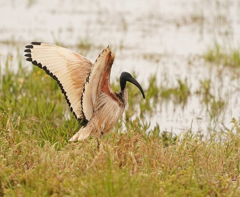 Skoorsteenveër / African Sacred Ibis